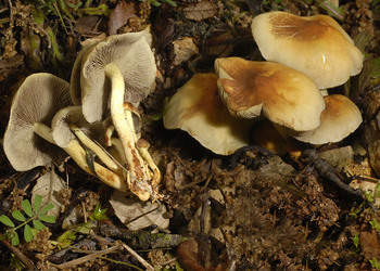 Rauchblättriger Schwefelkopf (Hypholoma capnoides) - © Heinz Prelicz